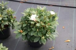 Dwergrhododendron (Rhododendron 'Golden Torch') -Aanbiedingen Groene Hekken Winkel rhododendron y. golden torch 5