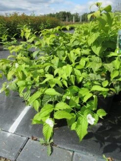 Schijnkerria (Rhodotypos Scandens) -Aanbiedingen Groene Hekken Winkel rhodotypos scandens 1