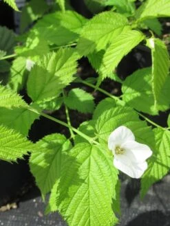 Schijnkerria (Rhodotypos Scandens) -Aanbiedingen Groene Hekken Winkel rhodotypos scandens 2