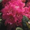 Rhododendron (Rhododendron 'Rocket') -Aanbiedingen Groene Hekken Winkel rhrocket 2 1
