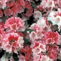 Rhododendron (Rhododendron 'Sneezy')