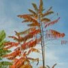 Fluweelboom (Rhus Typhina) -Aanbiedingen Groene Hekken Winkel rhus typhina 3