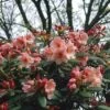 Rhododendron (Rhododendron 'Virginia Richards') -Aanbiedingen Groene Hekken Winkel rhvricha 2 1