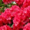 Rhododendron (Rhododendron 'Wilgen's Ruby') -Aanbiedingen Groene Hekken Winkel rhwruby 2