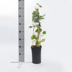Zwarte Bes (Ribes Nigrum 'Ben Nevis') 9 Zwarte Bes (Ribes Nigrum 'Ben Nevis') -Aanbiedingen Groene Hekken Winkel ribes nigrum ben nevis