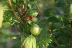 Groene Kruisbes Op Stam (Ribes Uva-crispa 'Hinnonmaki Grön') -Aanbiedingen Groene Hekken Winkel ribes uva crispa hinnonmaki gr n lage res 1