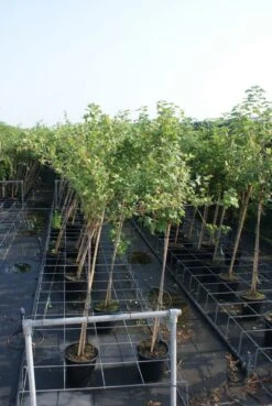 Groene Kruisbes Op Stam (Ribes Uva-crispa 'Hinnonmaki Grön') -Aanbiedingen Groene Hekken Winkel ribes uva crispa hinnonmaki gr n stam lage res 1