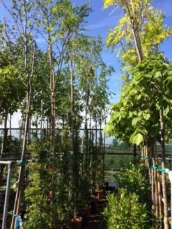 Acacia (Robinia Margaretta 'Casque Rouge') -Aanbiedingen Groene Hekken Winkel robinia casque rouge 12 14