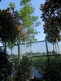 Acacia (Robinia Margaretta 'Casque Rouge') -Aanbiedingen Groene Hekken Winkel robinia margaretta casque rouge 10 12 14ho cont