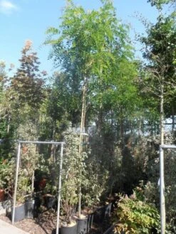 Acacia (Robinia Margaretta 'Casque Rouge') -Aanbiedingen Groene Hekken Winkel robinia margaretta casque rouge 8 10 12ho cont