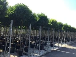 Bolacacia (Robinia Pseudoacacia 'Umbraculifera') -Aanbiedingen Groene Hekken Winkel robinia p. umbraculifera 14 16 1