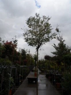 Bolacacia (Robinia Pseudoacacia 'Umbraculifera') -Aanbiedingen Groene Hekken Winkel robinia ps. umbraculifera 1214 2