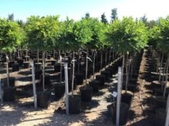 Bolacacia Op Stam (Robinia Pseudoacacia 'Umbraculifera') -Aanbiedingen Groene Hekken Winkel robinia ps umbraculifera halfstam