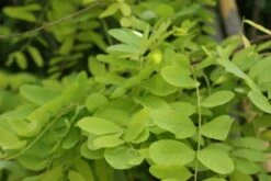 Gele Acacia (Robinia Pseudoacacia 'Frisia') -Aanbiedingen Groene Hekken Winkel robinia pseud. frisia 4