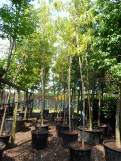 Gele Acacia (Robinia Pseudoacacia 'Frisia') -Aanbiedingen Groene Hekken Winkel robinia pseudoacacia frisia 14 16ho c110