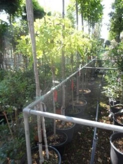 Gele Acacia (Robinia Pseudoacacia 'Frisia') -Aanbiedingen Groene Hekken Winkel robinia pseudoacacia frisia halfstam c20