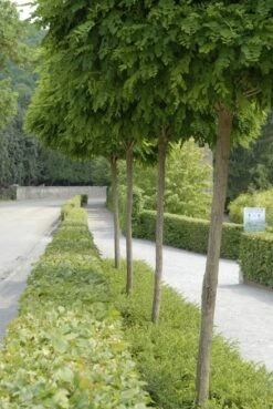 Bolacacia (Robinia Pseudoacacia 'Umbraculifera') -Aanbiedingen Groene Hekken Winkel robinia pseudoacacia umbraculifera 2