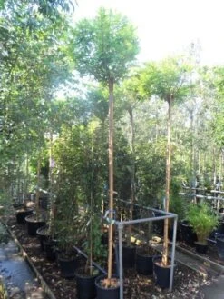 Bolacacia (Robinia Pseudoacacia 'Umbraculifera') -Aanbiedingen Groene Hekken Winkel robinia pseudoacacia umbraculifera 10 12ho cont 1