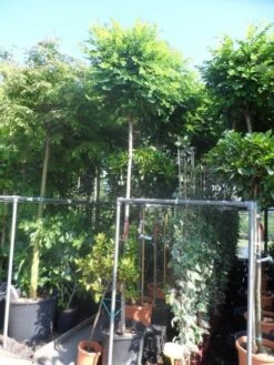 Bolacacia (Robinia Pseudoacacia 'Umbraculifera') -Aanbiedingen Groene Hekken Winkel robinia pseudoacacia umbraculifera 12 14ho cont 1