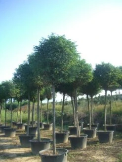 Bolacacia (Robinia Pseudoacacia 'Umbraculifera') -Aanbiedingen Groene Hekken Winkel robinia pseudoacacia umbraculifera 20 25ho c230 1