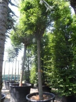 Bolacacia (Robinia Pseudoacacia 'Umbraculifera') -Aanbiedingen Groene Hekken Winkel robinia pseudoacacia umbraculifera 35 40ho c500 1