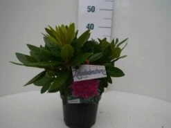 Rhododendron (Rhododendron 'Rocket') -Aanbiedingen Groene Hekken Winkel rocket c2 voor