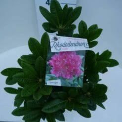 Rhododendron (Rhododendron 'Rocket') -Aanbiedingen Groene Hekken Winkel rocket c5 boven