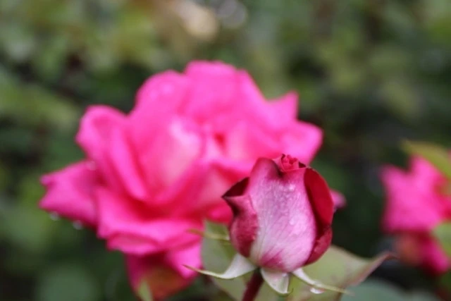 Grootbloemige Roos (Rosa 'Acapella') 5 Grootbloemige Roos (Rosa 'Acapella') - Afbeelding 3