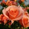 Bodembedekkende Roos (Rosa 'Aprikola') 2 Bodembedekkende Roos (Rosa 'Aprikola') -Aanbiedingen Groene Hekken Winkel rosa aprikola
