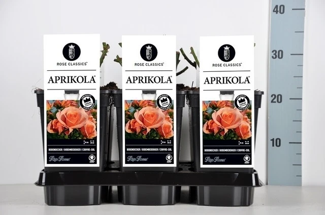 Bodembedekkende Roos (Rosa 'Aprikola') 4 Bodembedekkende Roos (Rosa 'Aprikola') - Afbeelding 2