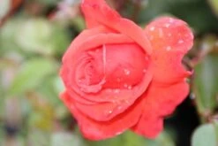 Klimroos (Rosa 'Bionda') -Aanbiedingen Groene Hekken Winkel rosa bionda 1 1