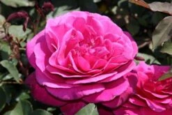 Speciale Roos (Rosa 'Blackberry Nip') -Aanbiedingen Groene Hekken Winkel rosa blackberry nip 3 1