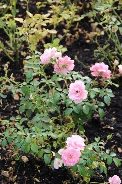 Trosroos (Rosa 'Bonica 82') 6 Trosroos (Rosa 'Bonica 82') - Afbeelding 4