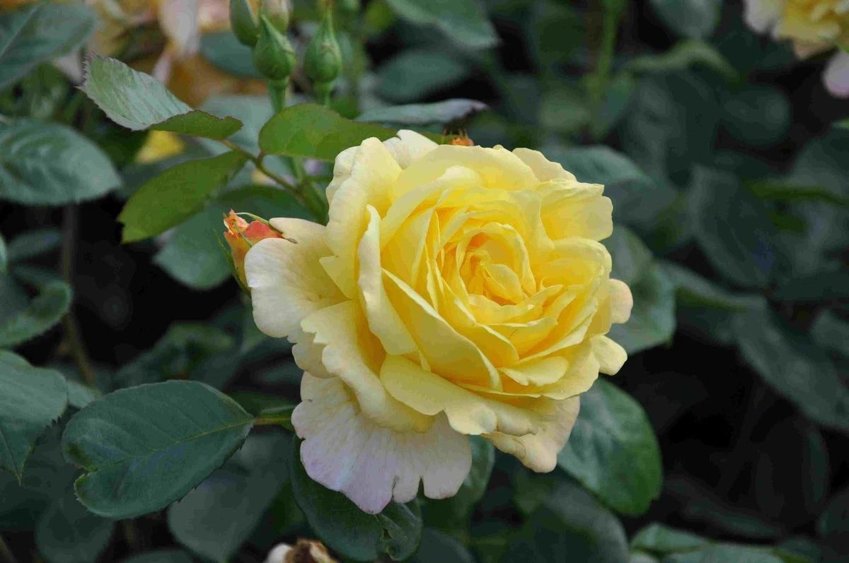 Klimroos (Rosa 'Climbing Chinatown') 4 Klimroos (Rosa 'Climbing Chinatown') - Afbeelding 2