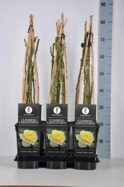 Klimroos (Rosa 'Climbing Chinatown') 7 Klimroos (Rosa 'Climbing Chinatown') -Aanbiedingen Groene Hekken Winkel rosa climbing chinatown in de winter 1