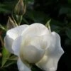 Klimroos (Rosa 'Climbing Snow Princess') -Aanbiedingen Groene Hekken Winkel rosa climbing snow princess 1