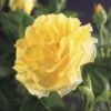 Klimroos (Rosa 'Golden Climber') -Aanbiedingen Groene Hekken Winkel rosa golden climber 2