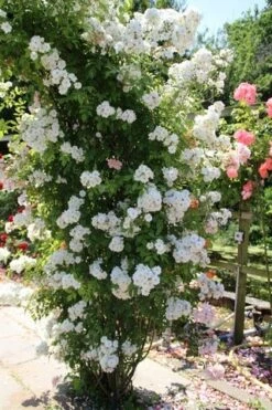 Miniklimroos (Rosa 'Guirlande D'Amour') 14 Miniklimroos (Rosa 'Guirlande D'Amour') -Aanbiedingen Groene Hekken Winkel rosa guirlande d amour 1