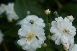 Miniklimroos (Rosa 'Guirlande D'Amour') 13 Miniklimroos (Rosa 'Guirlande D'Amour') -Aanbiedingen Groene Hekken Winkel rosa guirlande d amour 1