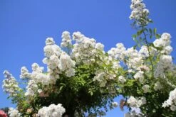 Miniklimroos (Rosa 'Guirlande D'Amour') 15 Miniklimroos (Rosa 'Guirlande D'Amour') -Aanbiedingen Groene Hekken Winkel rosa guirlande d amour 2 2 1