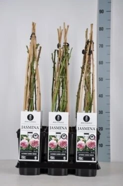 Klimroos (Rosa 'Jasmina')