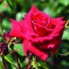 Klimroos (Rosa 'Mazurika') -Aanbiedingen Groene Hekken Winkel rosa mazurika