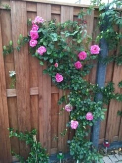 Nieuwe uitgaven -Aanbiedingen Groene Hekken Winkel rosa parfum royal