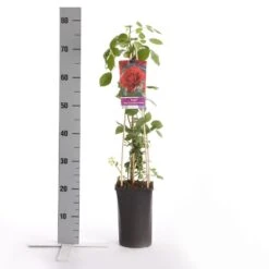 Klimroos (Rosa 'Paul's Scarlet Climber') -Aanbiedingen Groene Hekken Winkel rosa paul s scarlet climber 1