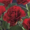 Klimroos (Rosa 'Paul's Scarlet Climber') -Aanbiedingen Groene Hekken Winkel rosa paul s scarlet climber 2 1