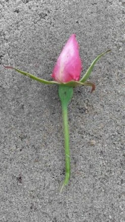 Klimroos (Rosa 'Pink Cloud') 11 Klimroos (Rosa 'Pink Cloud') -Aanbiedingen Groene Hekken Winkel rosa pink cloud 2 1