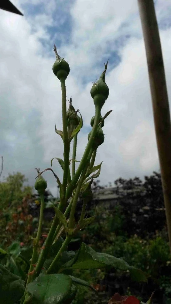 Klimroos (Rosa 'Pink Cloud') 4 Klimroos (Rosa 'Pink Cloud') - Afbeelding 2