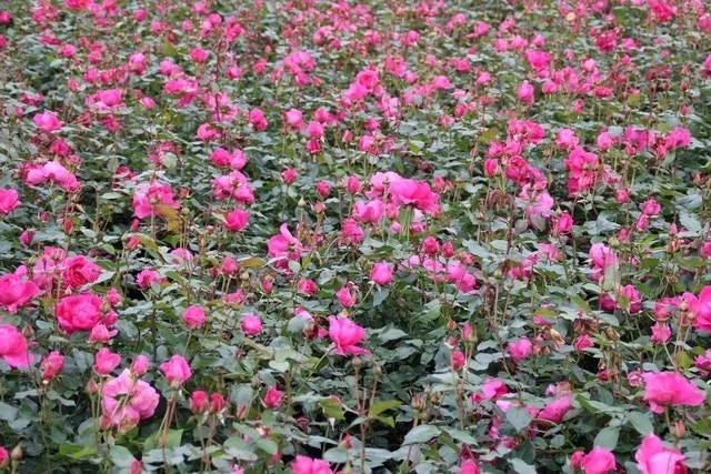Klimroos (Rosa 'Pink Cloud') 8 Klimroos (Rosa 'Pink Cloud') - Afbeelding 6