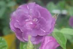 Roos (Rosa 'Rhapsody In Blue') -Aanbiedingen Groene Hekken Winkel rosa rhapsody in blue 1 2 1