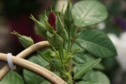 Roos (Rosa 'Rhapsody In Blue') -Aanbiedingen Groene Hekken Winkel rosa rhapsody in blue 1 3